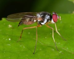 Tanypeza picticornis by (c) skitterbug, some rights reserved (CC BY), uploaded by skitterbug. Used under a CC-BY license.