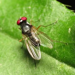 Tanypeza picticornis by (c) Katja Schulz, some rights reserved (CC BY). Used under a CC-BY license.