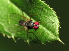 Tanypeza picticornis by (c) Katja Schulz, some rights reserved (CC BY). Used under a CC-BY license.