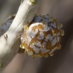 Aciurina trixa by (c) Elliott Gordon, some rights reserved (CC BY), uploaded by Elliott Gordon. Used under a CC-BY license.