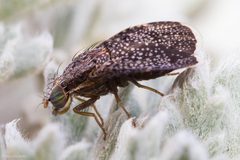Eutreta angusta by (c) Ken-ichi Ueda, some rights reserved (CC BY), uploaded by Ken-ichi Ueda. Used under a CC-BY license.