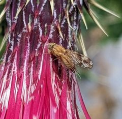 Neotephritis rava by (c) Alina Martin, some rights reserved (CC BY), uploaded by Alina Martin. Used under a CC-BY license.