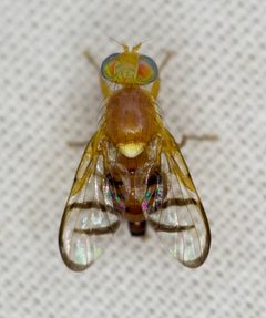 Paraterellia superba by no rights reserved, uploaded by Robbie Hannawacker. Used under a CC0 license.