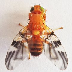 Rhagoletis suavis by (c) Bill Keim, some rights reserved (CC BY). Used under a CC-BY license.