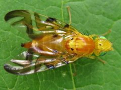 Strauzia longipennis by (c) Theo Rickert, some rights reserved (CC BY), uploaded by Theo Rickert. Used under a CC-BY license.