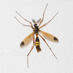 Ctenophorinae by (c) carnifex, some rights reserved (CC BY), uploaded by carnifex. Used under a CC-BY license.