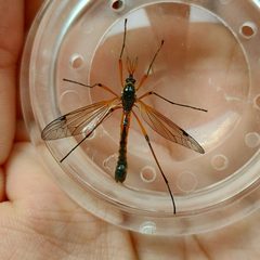 Tanyptera by no rights reserved, uploaded by Harukano. Used under a CC0 license.
