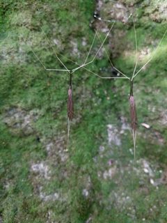 Brachypremna dispellens by (c) Alison Northup, some rights reserved (CC BY), uploaded by Alison Northup. Used under a CC-BY license.