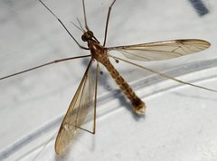 Nephrotoma okefenoke by (c) Arturo Santos, some rights reserved (CC BY), uploaded by Arturo Santos. Used under a CC-BY license.