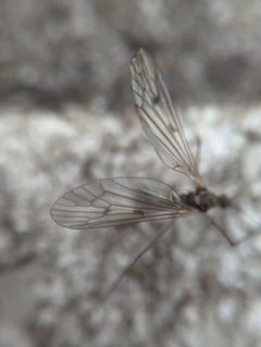 Trichocera by (c) Zihao Wang, some rights reserved (CC BY), uploaded by Zihao Wang. Used under a CC-BY license.