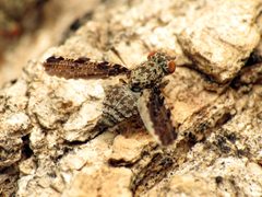 Callopistromyia strigula by (c) Katja Schulz, some rights reserved (CC BY). Used under a CC-BY license.