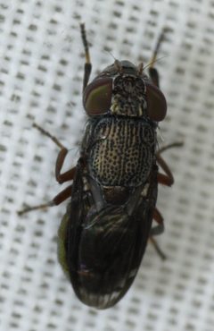 Notogramma purpuratum by (c) Andrew Meeds, some rights reserved (CC BY), uploaded by Andrew Meeds. Used under a CC-BY license.