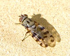 Otitinae by (c) katunchik, some rights reserved (CC BY), uploaded by katunchik. Used under a CC-BY license.