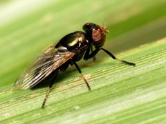 Physiphora alceae by (c) Katja Schulz, some rights reserved (CC BY). Used under a CC-BY license.