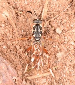 Xylomya pallidifemur by (c) skitterbug, some rights reserved (CC BY), uploaded by skitterbug. Used under a CC-BY license.