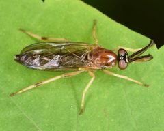 Rachicerus obscuripennis by (c) skitterbug, some rights reserved (CC BY), uploaded by skitterbug. Used under a CC-BY license.