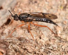 Xylophagus reflectens by (c) skitterbug, some rights reserved (CC BY), uploaded by skitterbug. Used under a CC-BY license.