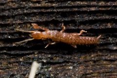 Haploembia solieri by (c) Ken-ichi Ueda, some rights reserved (CC BY). Used under a CC-BY license.