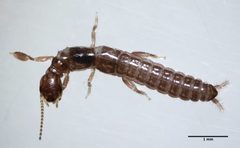 Haploembia solieri by (c) Don Loarie, some rights reserved (CC BY). Used under a CC-BY license.