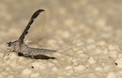 Callibaetis californicus by 不保留任何权利, 由 Jesse Rorabaugh 上传. Used under a CC0 license.