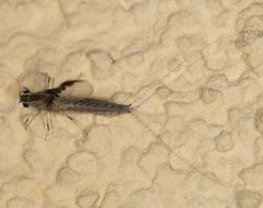 Callibaetis californicus by 不保留任何权利, 由 Jesse Rorabaugh 上传. Used under a CC0 license.