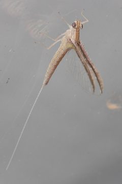Callibaetis floridanus by (c) Victor Engel, some rights reserved (CC BY), uploaded by Victor Engel. Used under a CC-BY license.