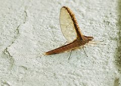 Callibaetis floridanus by (c) Luiz Puodzius, some rights reserved (CC BY), uploaded by Luiz Puodzius. Used under a CC-BY license.