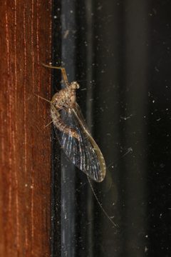 Cloeon dipterum by (c) Donald Hobern, some rights reserved (CC BY). Used under a CC-BY license.