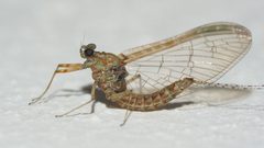 Cloeon dipterum by (c) Mario Bassini, some rights reserved (CC BY), uploaded by Mario Bassini. Used under a CC-BY license.