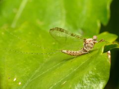 Cloeon dipterum by (c) Katja Schulz, some rights reserved (CC BY). Used under a CC-BY license.