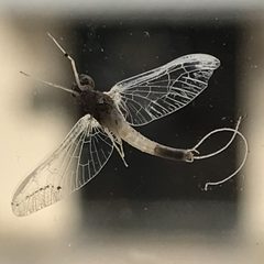 Plauditus punctiventris by (c) Victor Engel, some rights reserved (CC BY), uploaded by Victor Engel. Used under a CC-BY license.