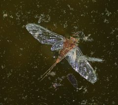 Baetisca by (c) mayfly1963, some rights reserved (CC BY), uploaded by mayfly1963. Used under a CC-BY license.