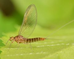 Acentrella turbida by (c) skitterbug, some rights reserved (CC BY), uploaded by skitterbug. Used under a CC-BY license.