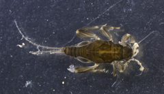 Leptohyphidae by (c) Joseph Aubert, some rights reserved (CC BY), uploaded by Joseph Aubert. Used under a CC-BY license.
