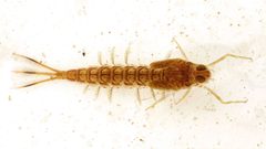 Metretopodidae by (c) Johan Kjær Prehn, some rights reserved (CC BY), uploaded by Johan Kjær Prehn. Used under a CC-BY license.