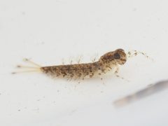 Metretopodidae by no rights reserved, uploaded by Brighton Lee. Used under a CC0 license.