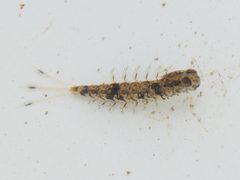 Metretopodidae by no rights reserved, uploaded by Brighton Lee. Used under a CC0 license.