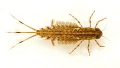 Siphlonuridae by (c) Johan Kjær Prehn, some rights reserved (CC BY), uploaded by Johan Kjær Prehn. Used under a CC-BY license.