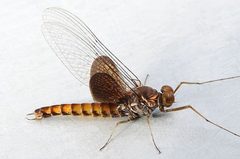 Siphlonurus mirus by (c) jimeckert49, some rights reserved (CC BY). Used under a CC-BY license.
