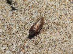 Aphrophora moscoviciae by (c) Cricket Raspet, some rights reserved (CC BY), uploaded by Cricket Raspet. Used under a CC-BY license.
