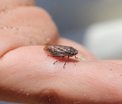 Aphrophora moscoviciae by (c) Cricket Raspet, some rights reserved (CC BY), uploaded by Cricket Raspet. Used under a CC-BY license.