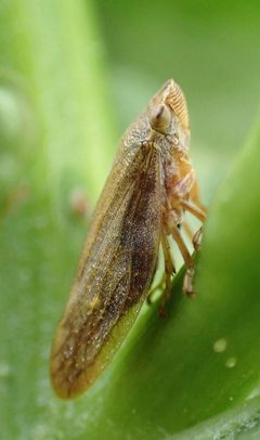 Aphrophora salicina by no rights reserved, uploaded by Jean-Paul Boerekamps. Used under a CC0 license.