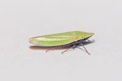 Draeculacephala bradleyi by (c) Richard Stovall, some rights reserved (CC BY), uploaded by Richard Stovall. Used under a CC-BY license.
