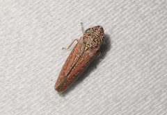 Graphocephala uhleri by (c) Cheryl Stinchcomb, some rights reserved (CC BY), uploaded by Cheryl Stinchcomb. Used under a CC-BY license.