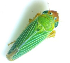 Xyphon flaviceps by no rights reserved, uploaded by Ken Kneidel. Used under a CC0 license.