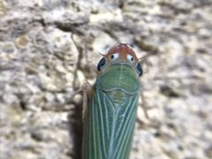 Xyphon flaviceps by (c) Raven Dandridge, some rights reserved (CC BY), uploaded by Raven Dandridge. Used under a CC-BY license.