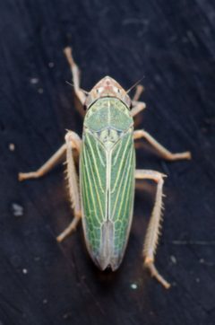 Xyphon reticulatum by (c) Justin Williams, some rights reserved (CC BY), uploaded by Justin Williams. Used under a CC-BY license.