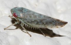 Acinopterus inornatus by (c) Lon Brehmer, some rights reserved (CC BY), uploaded by Lon Brehmer. Used under a CC-BY license.