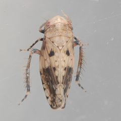 Menosoma cinctum by (c) Victor Engel, some rights reserved (CC BY), uploaded by Victor Engel. Used under a CC-BY license.