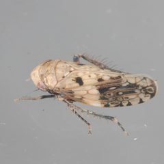 Menosoma cinctum by (c) Victor Engel, some rights reserved (CC BY), uploaded by Victor Engel. Used under a CC-BY license.